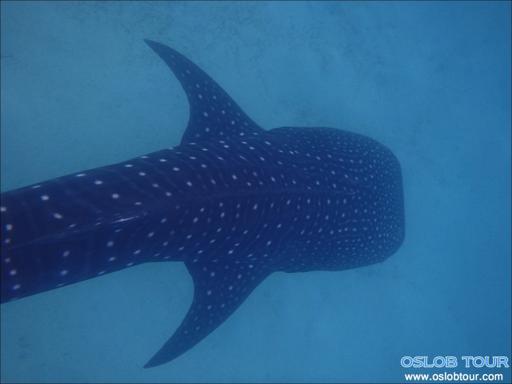 オスロブジンベエザメツアー, 2014年6月28日