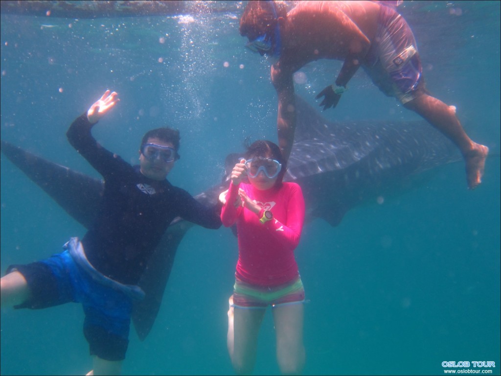 オスロブジンベエザメツアー, 2014年8月6日